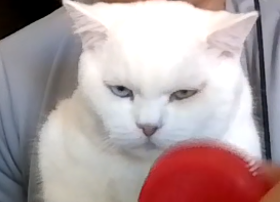 Kedyaim
