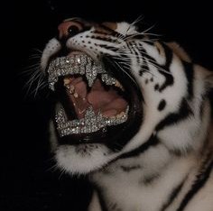 Qampei 2