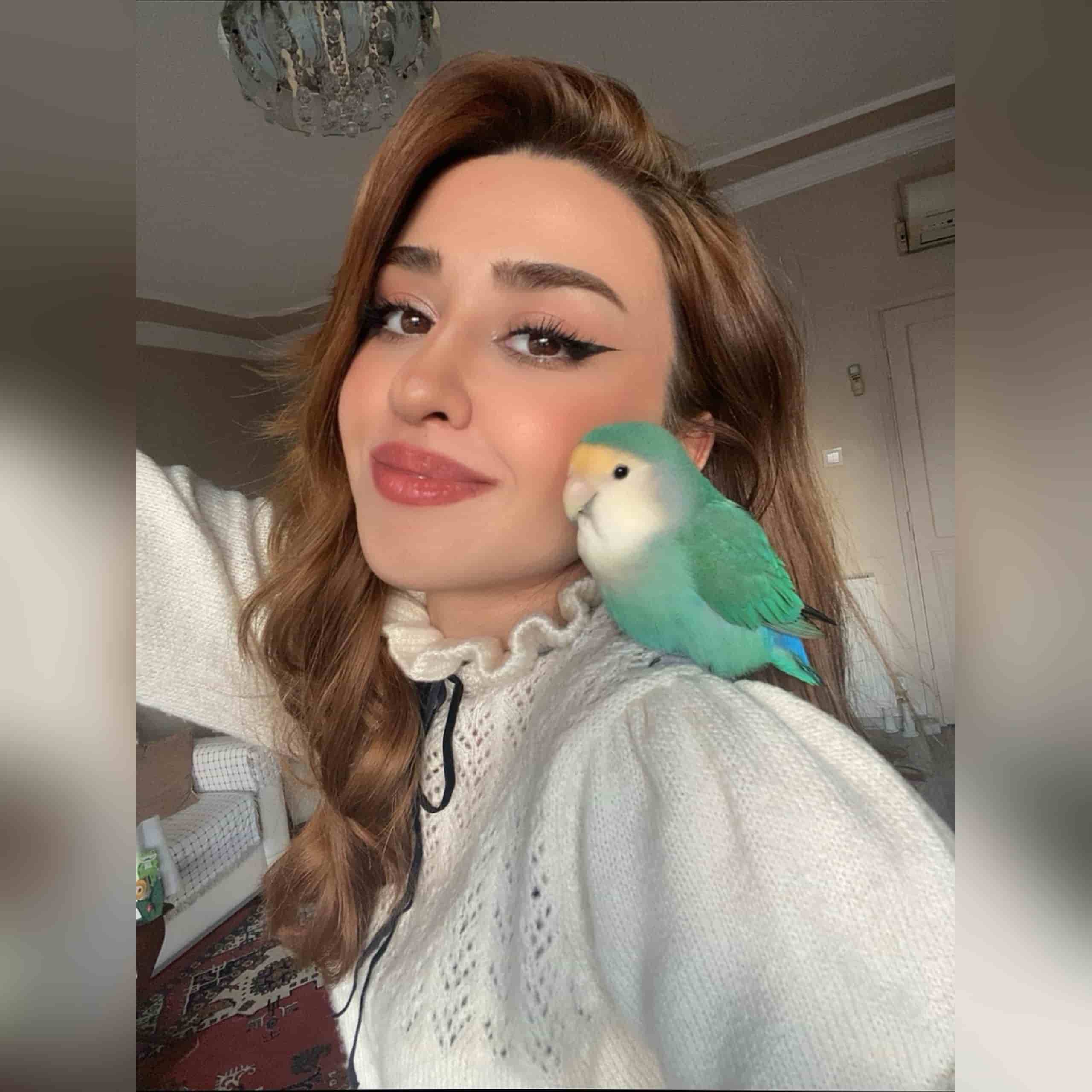 pettybird Destekle