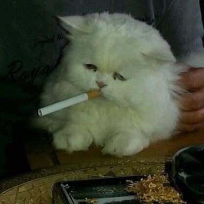 Rabbitmisya