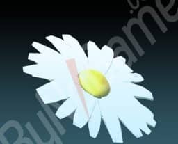 1x Flower-Daisy (Çiçek-Papatya)