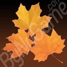 1x Autumn(Sonbahar)