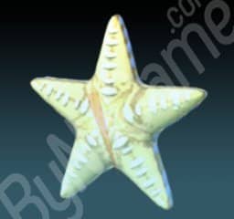1x Seastar (Deniz Yıldızı)